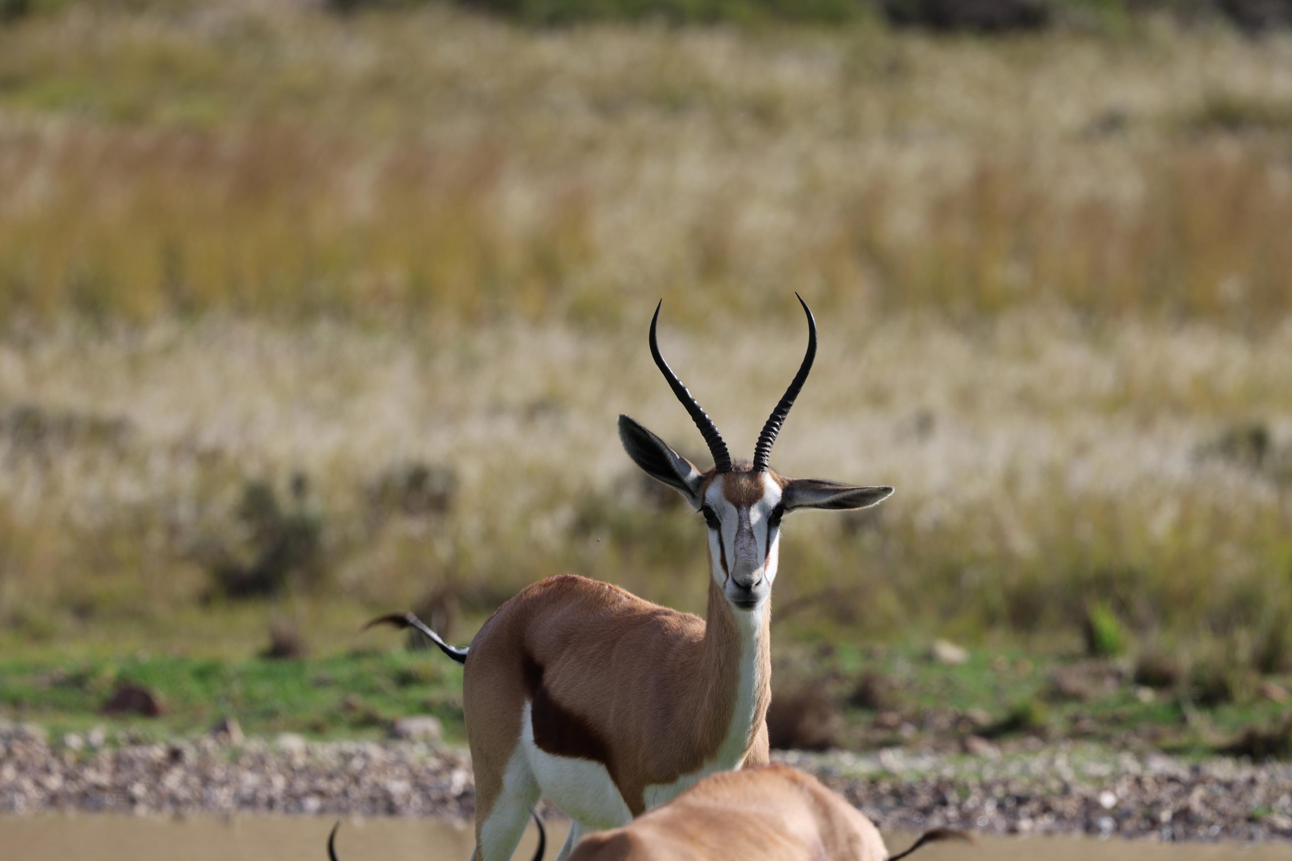 1-Springbok-scaled