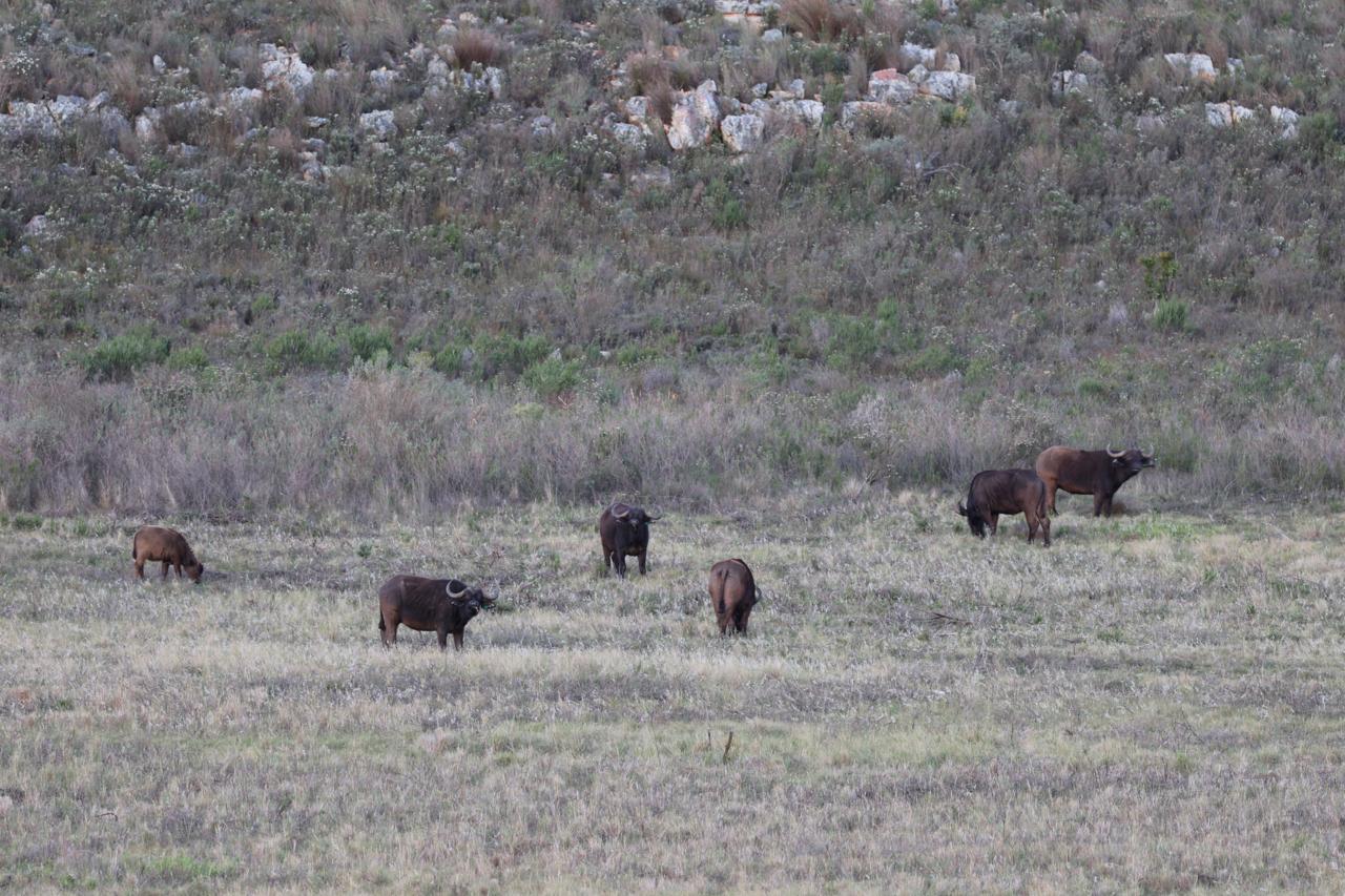 Buffalos