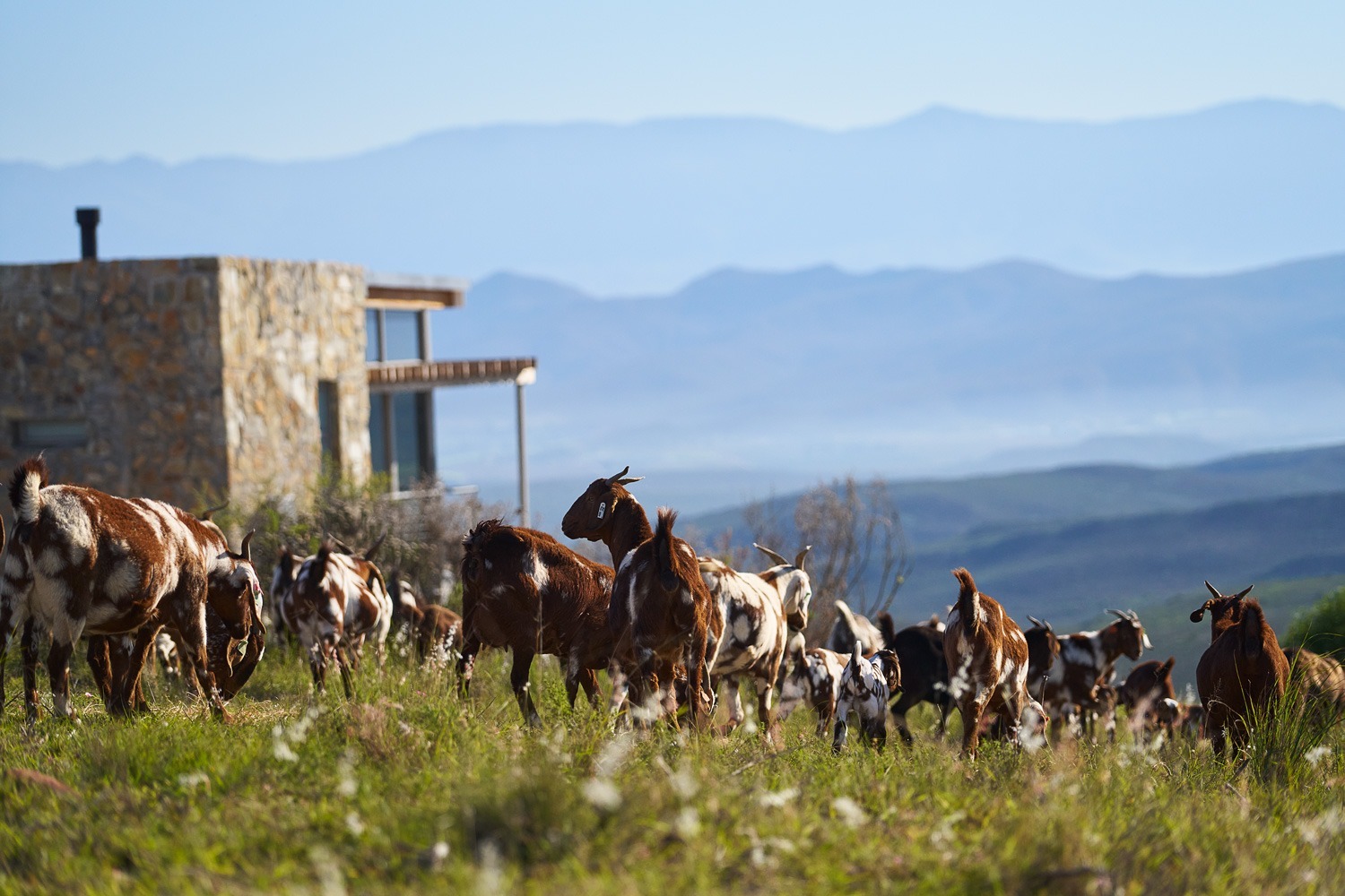 Goats-Window_D5_339