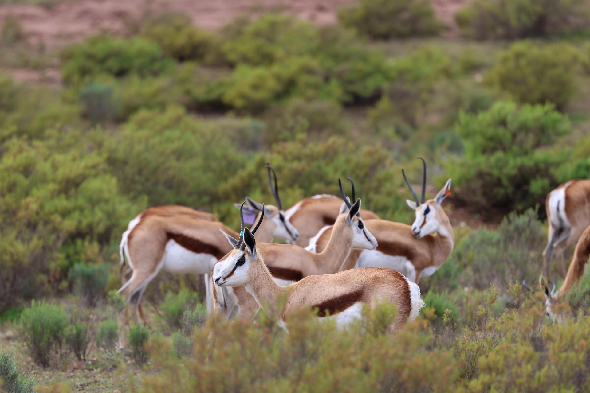 Group-of-Springbuck