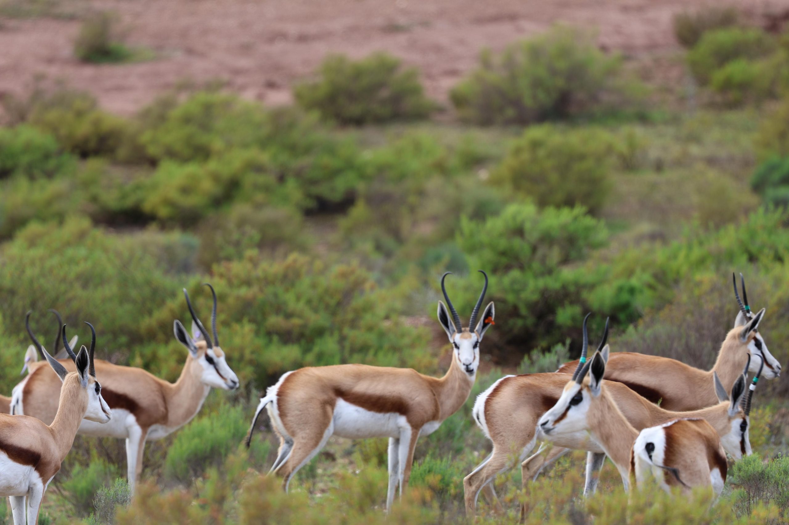 Group-of-Springbuck-2-scaled