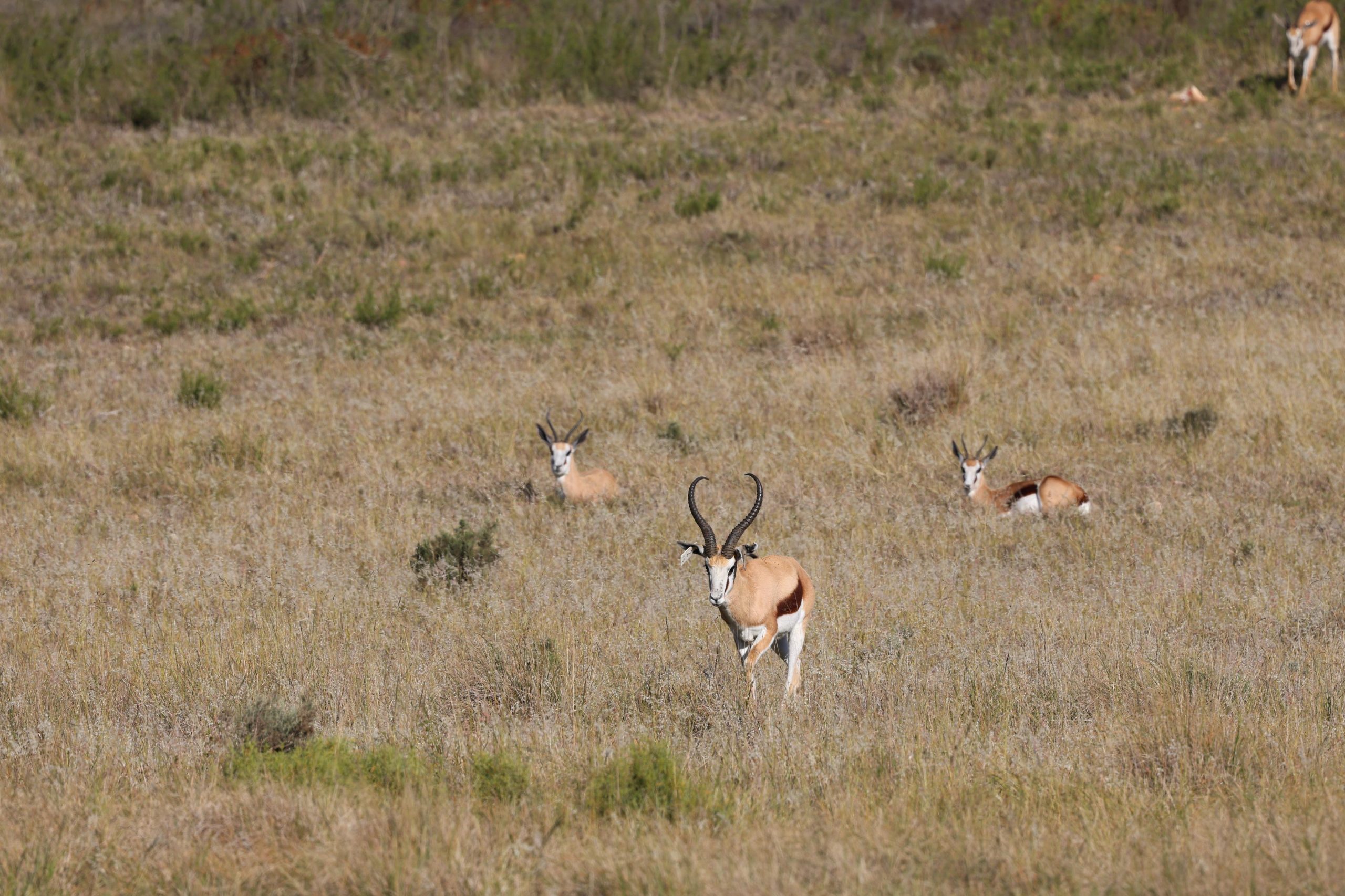 Group-of-Springbuck-3-scaled