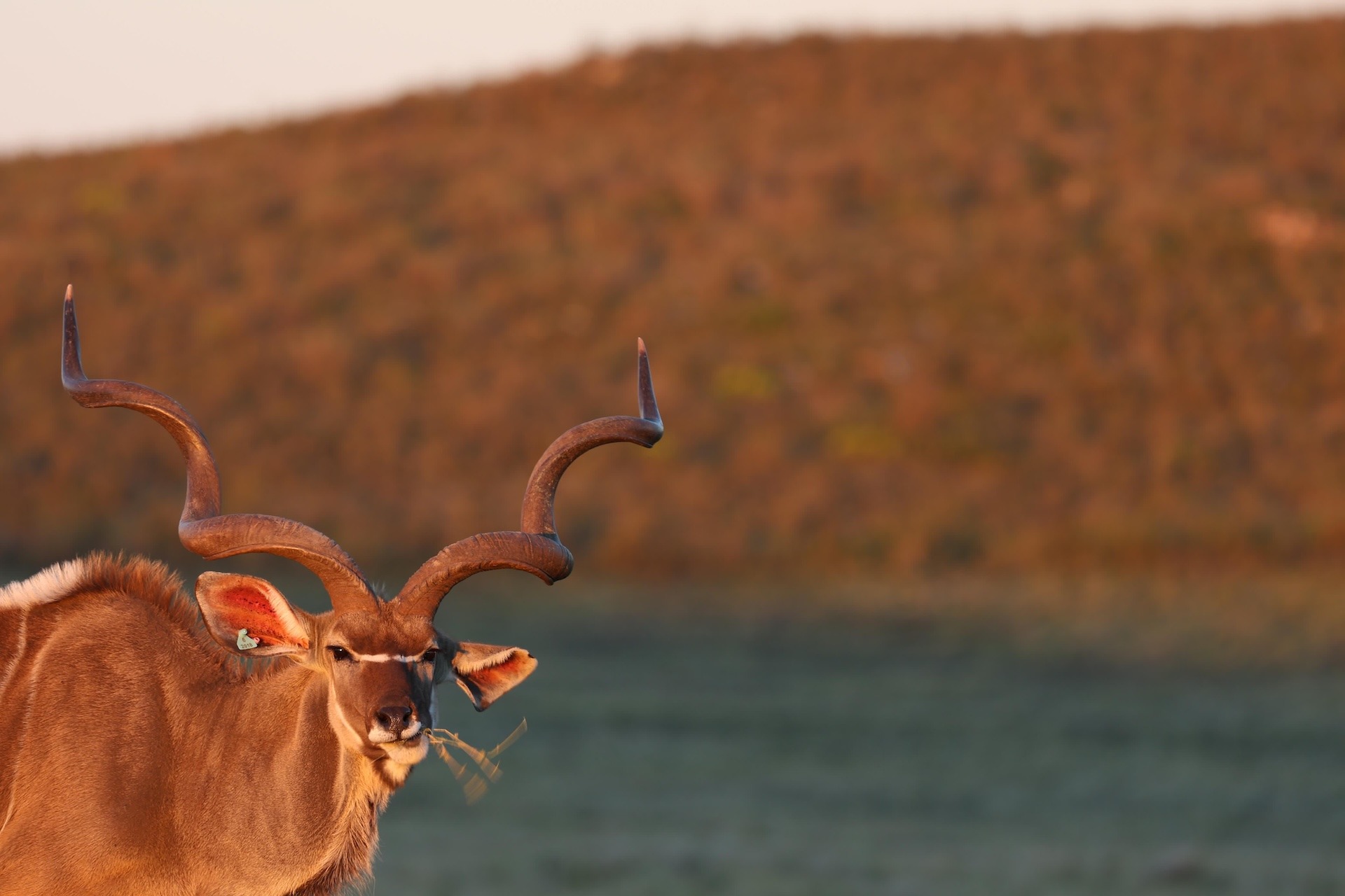 Kudu-Eating-Sunset