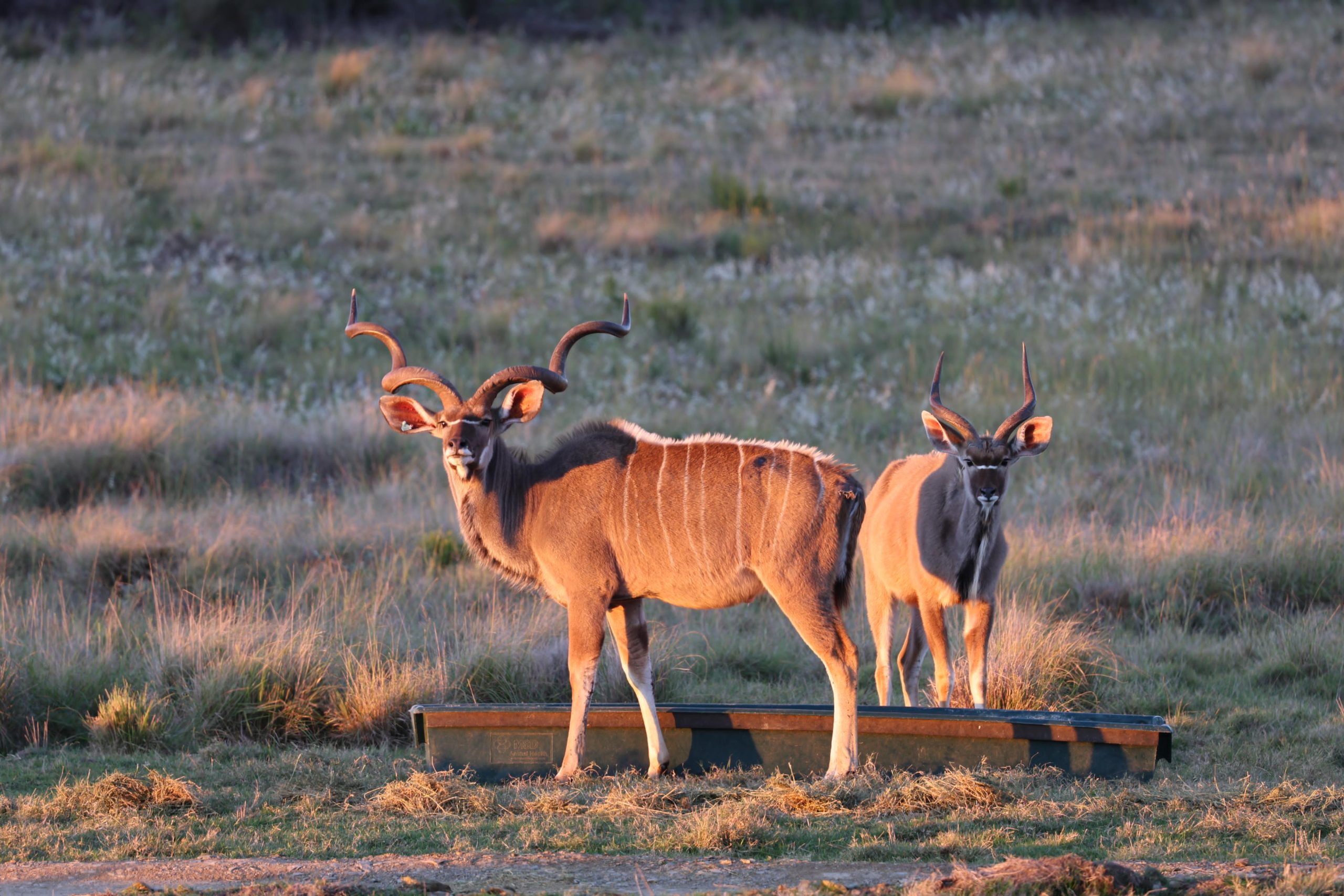 Kudu-Mom-and-Baby-scaled
