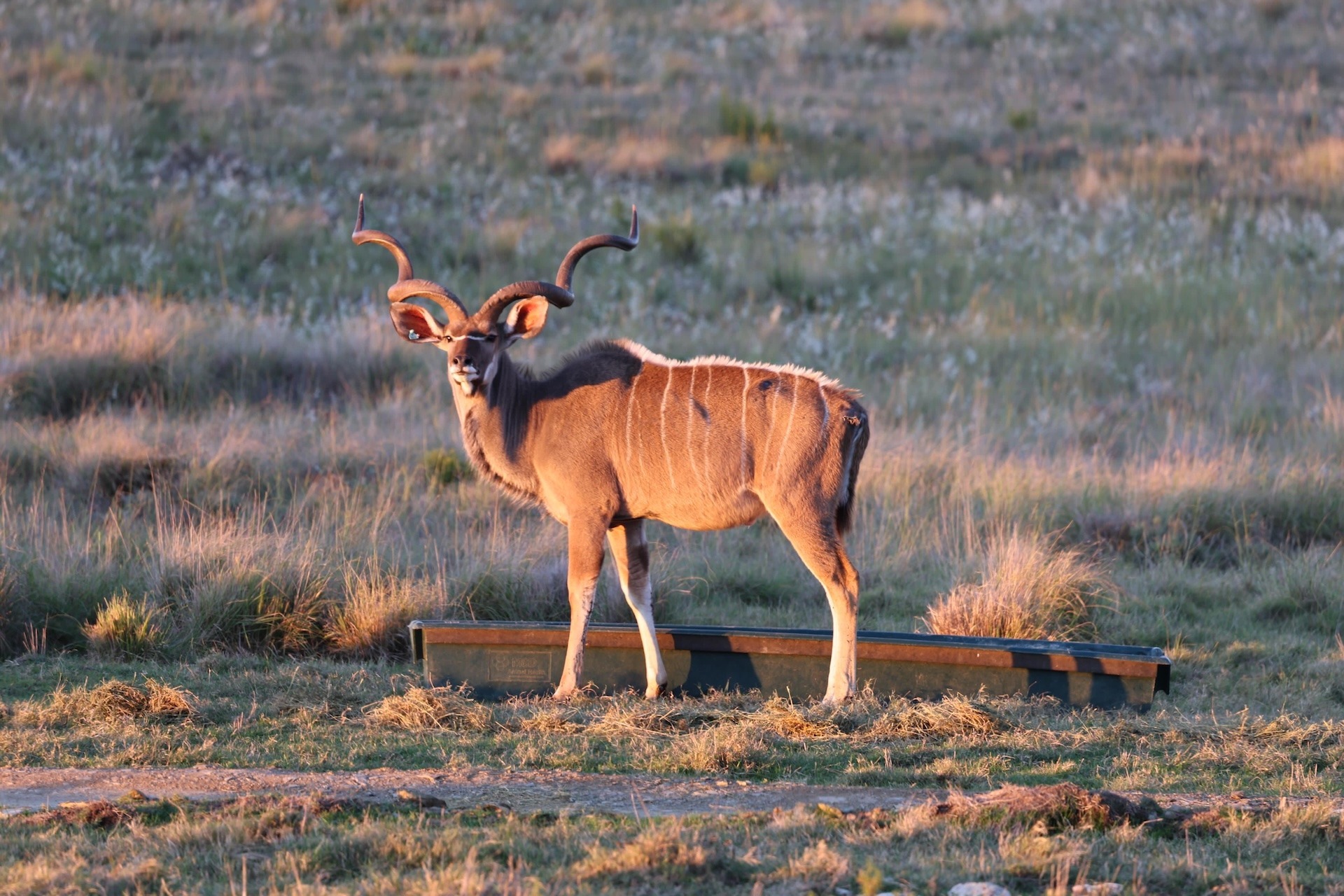 Kudu-Sunset